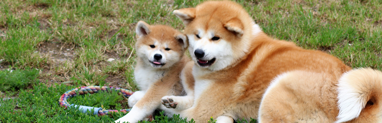 Japan Akita Inu Welpen aus Sachsen vom Zwinger of Kishi Ken