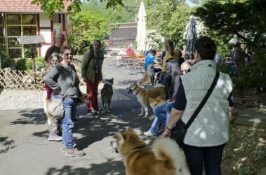 Akita Inu Züchterin Birgit Ufer