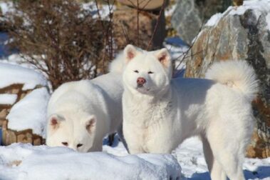 Akita Inu Züchterin Birgit Ufer