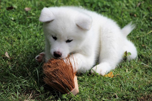 Japan Akita Inu Welpen Aus Sachsen Vom Zwinger Of Kishi Ken