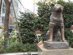 in Tokio - Hachiko Statue