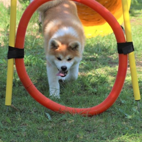 IMG_0418 Sachi