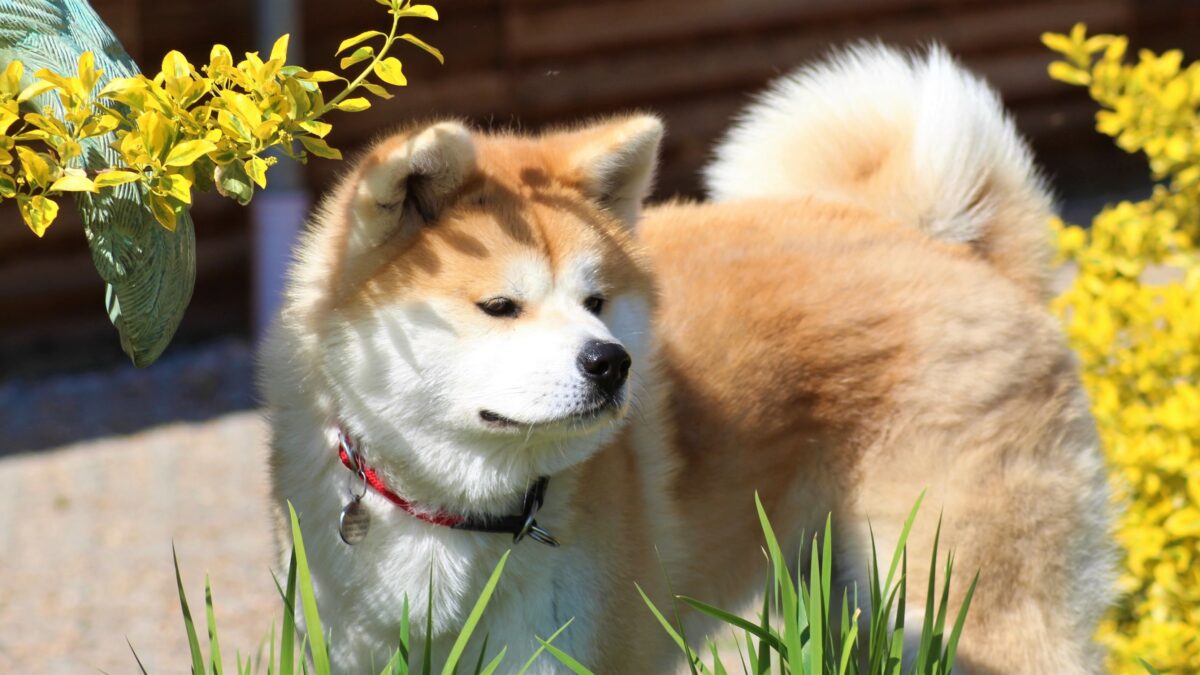 Deckrüde Sachi Go Tokimitsu