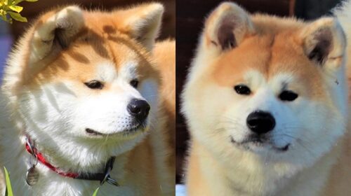 cats kimi und Sachi Verpaarung 640x374