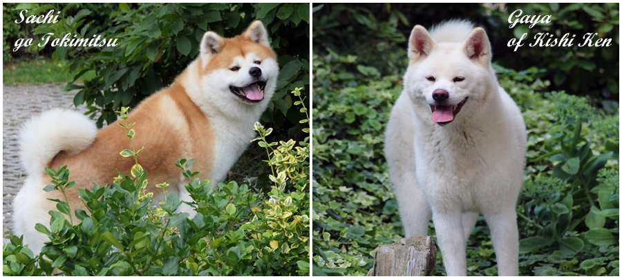 Gaya und Sachi