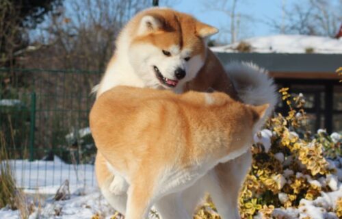 Deckakt Sachi und Kimi 2026